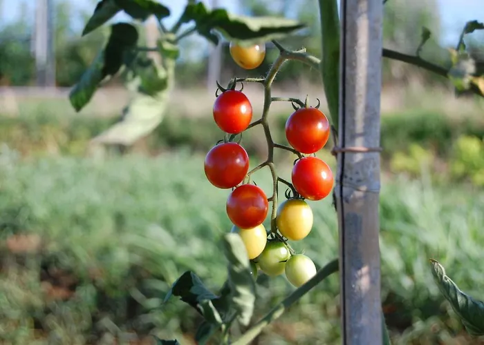 Societa Agricola La Staccionata