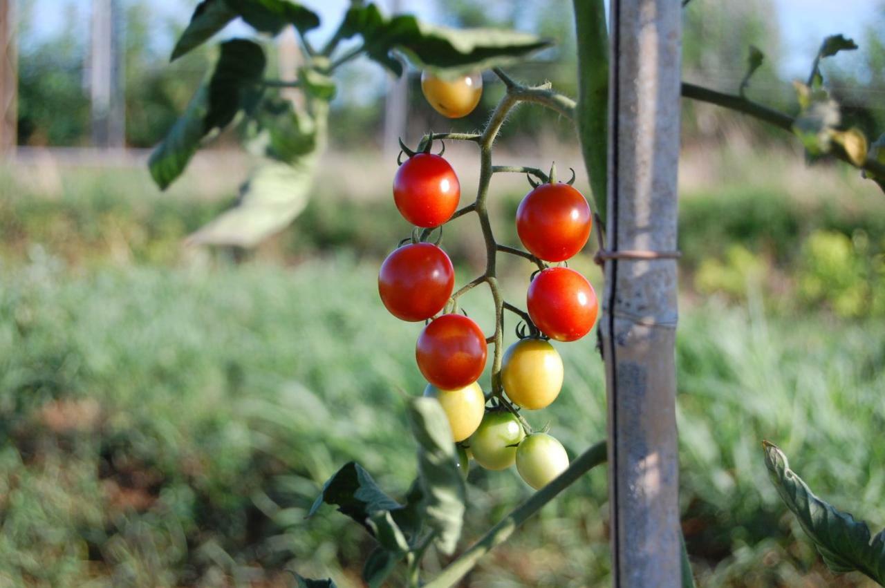 Societa Agricola La Staccionata Staranzano