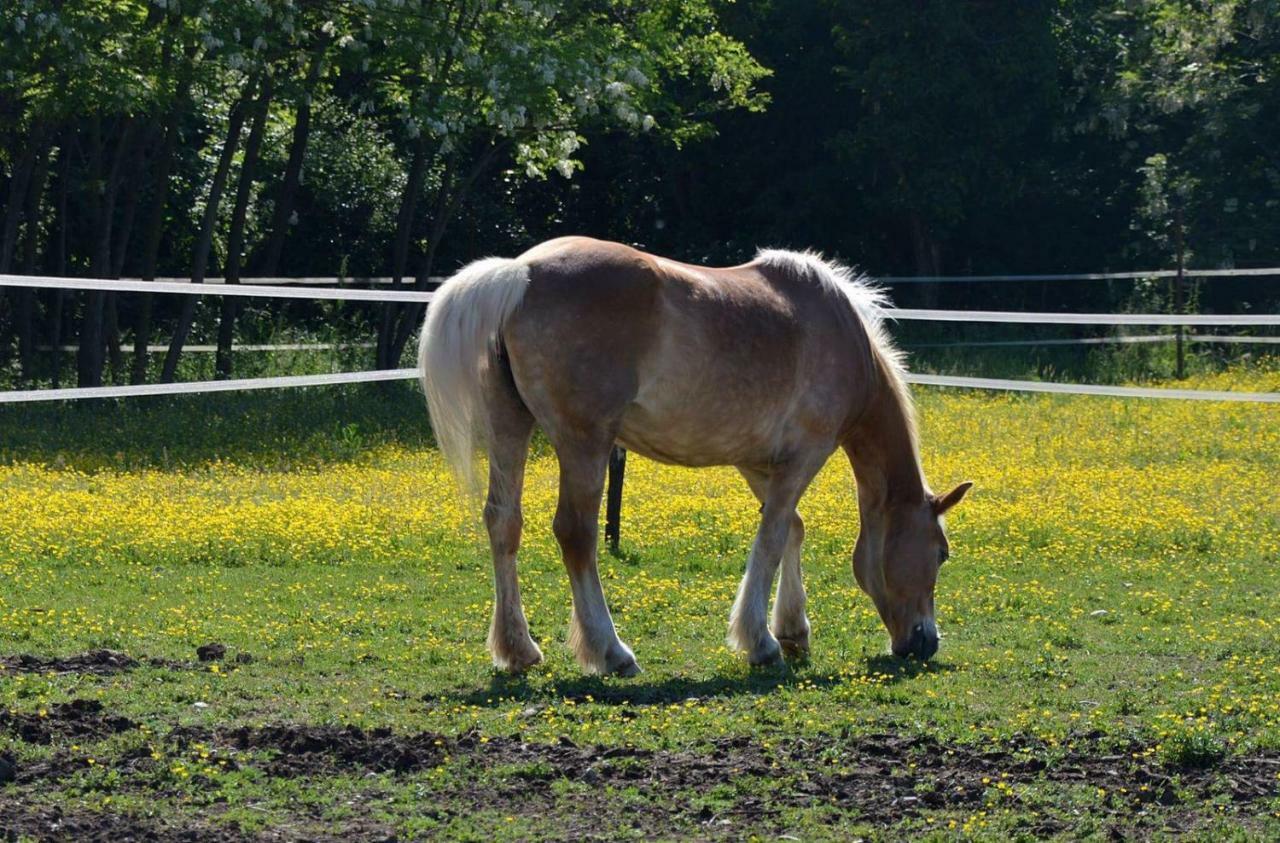 Societa Agricola La Staccionata Farm stay *