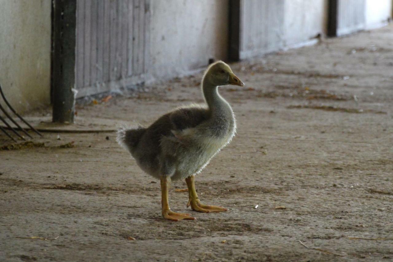 Societa Agricola La Staccionata Farm stay Staranzano